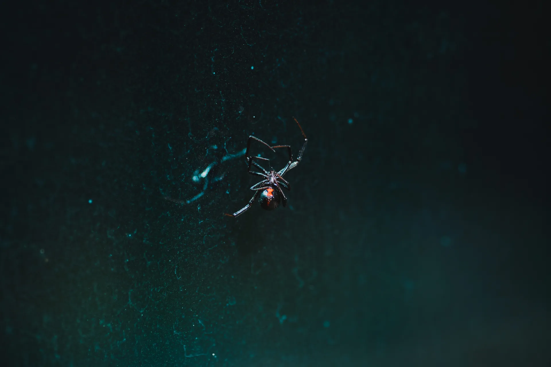 Spider Gwen Wallpapers